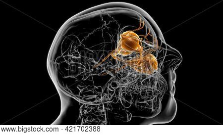 Human Eyes Anatomy For Medical Concept 3D