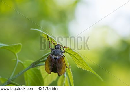 Melolontha. Cockchafer Melolontha Scarabaeidae, Crawling On Green Leaves In Natural Environment. A L