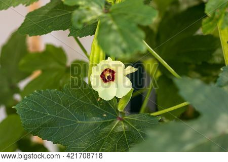Beautiful Okra Flower Plant.  Yellow Okra Flower. Okra, Lady\'s Finger Plant Blooming