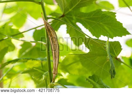 Old Okra Vegetable On Plant In Farm. Toned Okra Pod Mature And Dry On Plant For Saving Seeds. Dried 