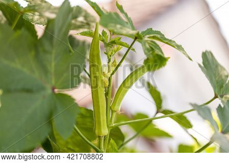 Okra Vegetable On Plant In Farm. Okra Plant Growing In Home Garden. Okra Flower