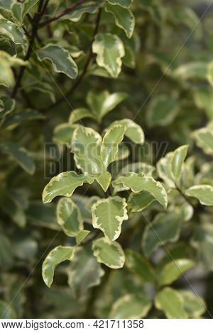Variegated Kohuhu Silver Queen Leaves - Latin Name - Pittosporum Tenuifolium Silver Queen