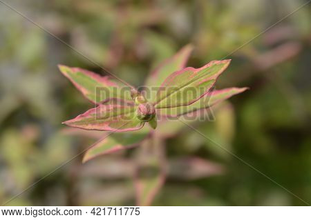 St. Johns Wort Tricolor - Latin Name - Hypericum X Moserianum Tricolor