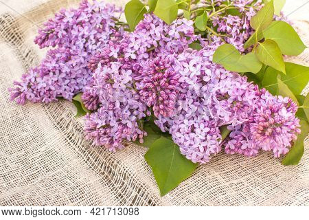 Spring Flowering Lilac In The Garden. Natural Spring Background.