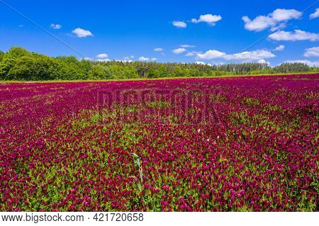 Blooming crimson clover field (Trifolium incarnatum) with forest in the back