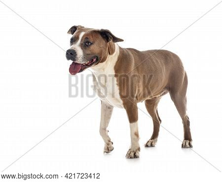 American Staffordshire Terrier  In Front Of White Background