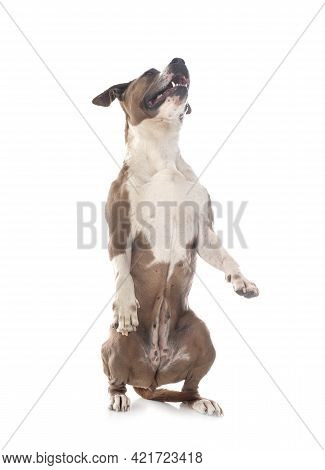 American Staffordshire Terrier  In Front Of White Background