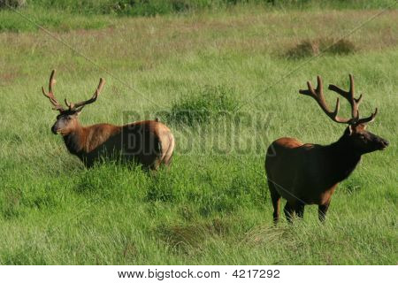 Dos Bull Elk