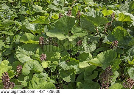 Leaves Of Butterbur Or Pestilence Wort. Petasites Hybridus, The Butterbur, Is A Herbaceous Perennial