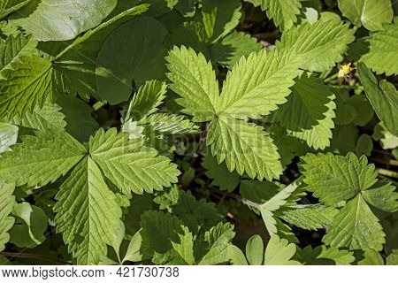 Potentilla Indica Known Commonly As Mock Strawberry, Indian-strawberry, Or False Strawberry, Is A Fl