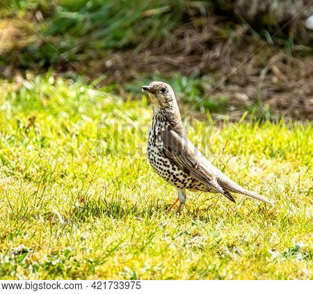 Song Thrush, Turdus Philomelos, Visiting A Garden In Ireland