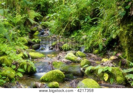 Creek sademetsässä