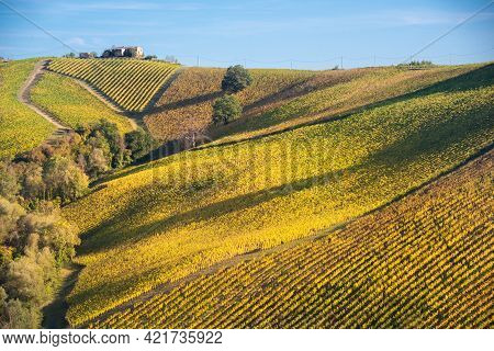 Vineyards And Winery On Hills, Farming And Wine Pruduction