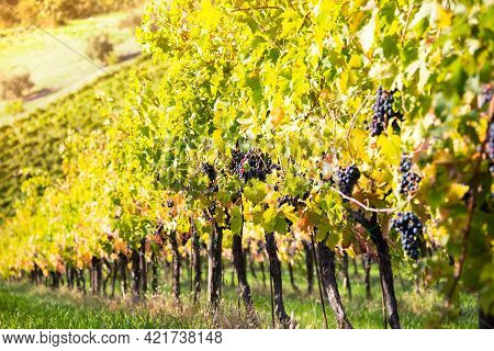 Vineyards And Winery In A Valley, Farming And Wine Pruduction