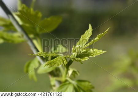 Boxelder Maple Branch With New Leaves - Latin Name - Acer Negundo