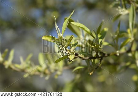 Autumn Olive Branch With Flower Buds - Latin Name - Elaeagnus Umbellata