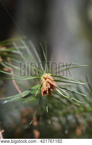 Chinese Fir - Latin Name - Cunninghamia Lanceolata
