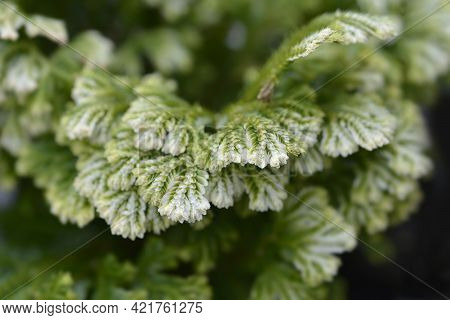 Martenss Spike Moss - Latin Name - Selaginella Martensii
