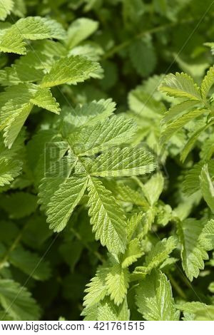 Common Agrimony Leaves - Latin Name - Agrimonia Eupatoria