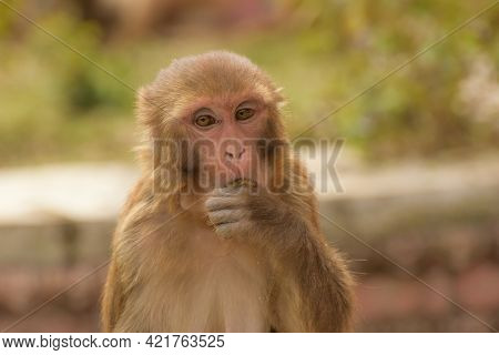 Rhesus Macaque Monkey In The Kathmandu, Nepal