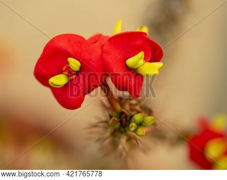 Red Gerolds Spurge Flowers Or Thornless Crown Of Thorns. Its Latin Name Is Euphorbia Geroldii Rauh