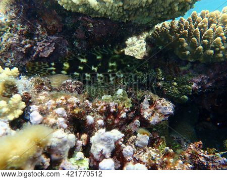 Stocky Hawkfish Or Whitespotted Hawkfish Or Large Hawkfish (cirrhitus Pinnulatus) Undersea, Red Sea,