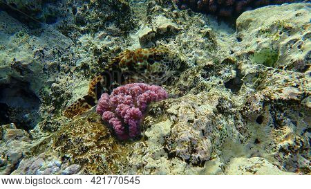 Stocky Hawkfish Or Whitespotted Hawkfish Or Large Hawkfish (cirrhitus Pinnulatus) Undersea, Red Sea,