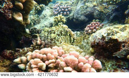 Stocky Hawkfish Or Whitespotted Hawkfish Or Large Hawkfish (cirrhitus Pinnulatus) Undersea, Red Sea,