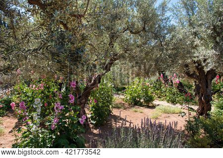 Olive Trees In Gethsemane Garden, Jerusalem, Israel