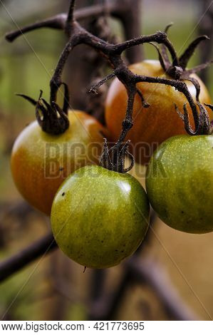 Red And Green Cherry Tomatoes In Organic Cultivation In The Field