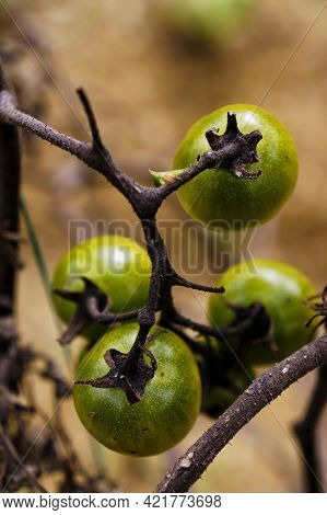 Green Cherry Tomato In Organic Cultivation In The Field