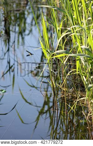 Field Brome View On Lake With Reflections Of It