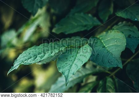 Vivid Minimalist Nature Background With Dew Drops On Green Leaves Close Up. Beautiful Green Minimal 