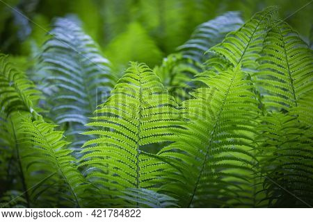 Bright Green Fern On A Summer Sunny Day In The Forest