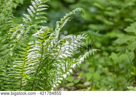 Bright Green Fern On A Summer Sunny Day In The Forest