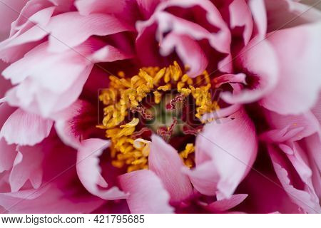 Close Up View On Pink Flower Of Tree Peonies. Pink Peony Flower Close-up With Selective Focus. Low K