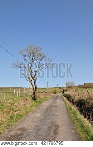 Sunlit Spring Rural Scene With A Single Spring Tree Next To A Narrow Country Lane Surrounded By Mead