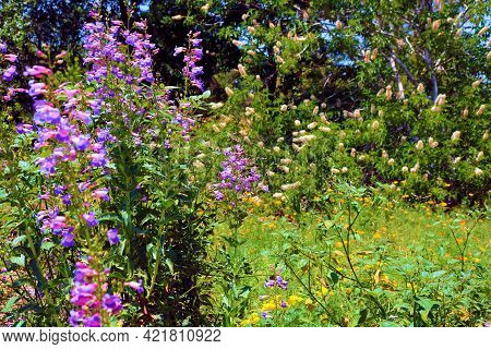 Chaparral Shrubs And Lupine Wildflowers During Spring On The High Desert Plateau Taken At A Chaparra