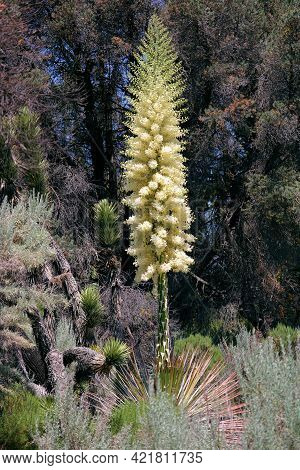 Chaparral Shrubs Including The Yucca Plant With Flower Blossoms During Spring On The Rural High Dese