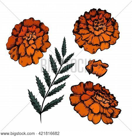 Set Of Colorful Botanical Sketch Of Various Marigold Flowers With Shading. Vector Color Floral Natur