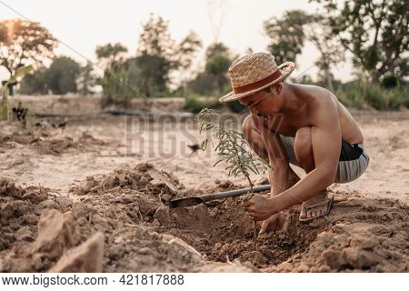 Man Plants A Small Tamarind Tree. Farm And Argiculture At Countryside Concept.