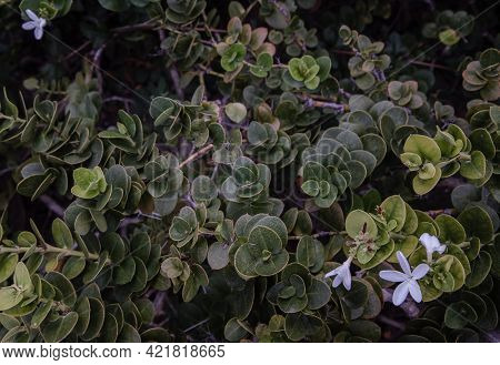 Carissa Macrocarpa. White Flowers And Green Leaves Background, Natal Plum Carisse, Shrub Native To S