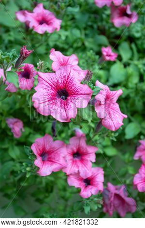 Flower Petunia Surfinia Pink Vein