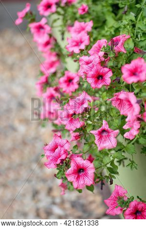 Flower Petunia Surfinia Pink Vein