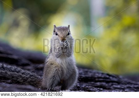 Portrait Of A Squirrel  On The Tree Trunk Looking Curiously And Paused