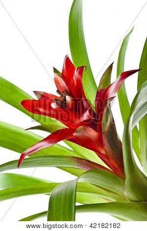 Bromelie Anlage (Guzmania)