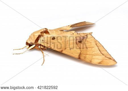 Image Of Brown Moth (ambulyx Iiturata) Isolated On White Background. Butterfly. Animal. Insect.