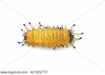 Image Of Amber Caterpillar Isolated On White Background. Animal. Insect.