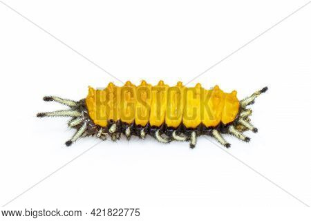 Image Of Amber Caterpillar Isolated On White Background. Animal. Insect.