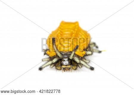 Image Of Amber Caterpillar Isolated On White Background. Animal. Insect.